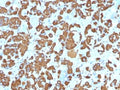 IHC testing of FFPE human pituitary gland with Growth Hormone antibody (clone SPM106). Required HIER: boil tissue sections in pH 9 10mM Tris with 1mM EDTA for 10-20 min.