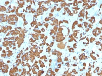 IHC testing of FFPE human pituitary gland with Growth Hormone antibody (clone SPM106). Required HIER: boil tissue sections in pH 9 10mM Tris with 1mM EDTA for 10-20 min.