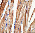 IHC staining of FFPE zebrafish skeletal muscle tissue with Mylz2 antibody, HRP-labeled secondary and DAB substrate. HIER: boil tissue sections in pH8 EDTA for 20 min and allow to cool before testing.