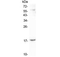 Western blot testing of human A431 lysate with LEC antibody at 0.5ug/ml. Predicted molecular weight ~14 kDa.