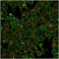 Immunofluorescent staining of PFA-fixed human HeLa cells using ZSCAN2 antibody (green, clone PCRP-ZSCAN2-1F8) and phalloidin (red).