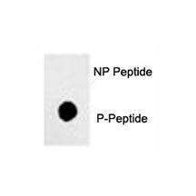 Dot blot analysis of phos-Sox2 antibody. 50ng of phos-peptide or nonphos-peptide per dot were spotted.