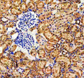 Immunohistochemical staining of EVC2 using anti-EVC2 antibody. EVC2 was detected in a paraffin-embedded section of rat midbrain tissue. Heat mediated antigen retrieval was performed in EDTA buffer (pH 8.0, epitope retrieval solution). The tissue section was blocked with 10% goat serum. The tissue section was then incubated with 2 ug/ml rabbit anti-EVC2 antibody overnight at 4oC. Peroxidase Conjugated Goat Anti-rabbit IgG was used as secondary antibody and incubated for 30 min at 37oC.
