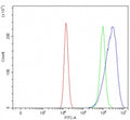 Flow cytometry testing of human HEL cells with ROM1 antibody at 1ug/million cells (blocked with goat sera); Red=cells alone, Green=isotype control, Blue= ROM1 antibody.