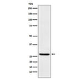 Western blot testing of human HEK293 cell lysate with EIF4E antibody. Predicted molecular weight ~27 kDa.