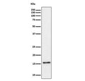 Western blot testing of human Raji cell lysate with TRAPPC2 antibody. Predicted molecular weight ~16 kDa.