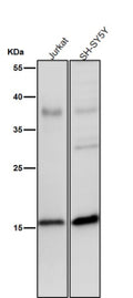 All lanes use the Phospho-Histone H3 (Ser28) antibody at 1:2K dilution for 1 hour at room temperature.