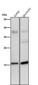 All lanes use the Phospho-Histone H3 (Ser28) antibody at 1:2K dilution for 1 hour at room temperature.