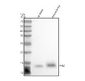 Western blot analysis of HBZ using anti-HBZ antibody. Lane 1: rat bone tissue lysates, Lane 2: mouse bone tissue lysates. After electrophoresis, proteins were transferred to a nitrocellulose membrane at 150 mA for 50-90 min. Blocked the membrane with 5% non-fat milk/TBS for 1.5 hour at RT.