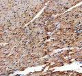 Immunohistochemical staining of TMOD1 using anti-TMOD1 antibody. TMOD1 was detected in a paraffin-embedded section of mouse erythrocyte tissue. Heat mediated antigen retrieval was performed in EDTA buffer (pH 8.0, epitope retrieval solution). The tissue section was blocked with 10% goat serum. The tissue section was then incubated with 2 ug/ml rabbit anti-TMOD1 antibody overnight at 4oC. Peroxidase Conjugated Goat Anti-rabbit IgG was used as secondary antibody and incubated for 30 min at 37oC.