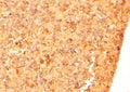 IHC testing of FFPE mouse embryonic liver with Cripto-1 antibody. HIER: steamed with pH6 citrate buffer, HRP-staining.