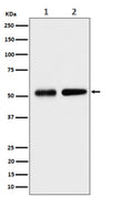 Western blot analysis of Septin 8 expression in (1) human HeLa cell lysate; (2) mouse NIH 3T3 cell lysate using SEPTIN8 antibody. Predicted molecular weight ~56 kDa.