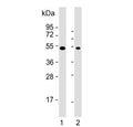 Western blot testing of human 1) HeLa and 2) K562 cell lysate with DDX39B antibody. Predicted molecular weight ~49 kDa.