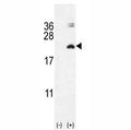 Western blot analysis of IL17F antibody and 293 cell lysate (2 ug/lane) either nontransfected (Lane 1) or transiently transfected with the IL17F gene (2).