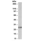 Western blot testing of mouse thymus lysate with Ephrin A1 antibody at 0.01ug/ml. Predicted molecular weight: ~24kDa.