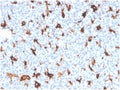 IHC staining of FFPE human tonsil tissue with Osteonectin antibody (clone OSTN/3758). HIER: boil tissue sections in pH 9 10mM Tris with 1mM EDTA for 20 min and allow to cool before testing.