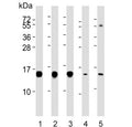 Western blot testing of human 1) Jurkat, 2) Raji, 3) HepG2, 4) rat brain and 5) mouse liver lysate with HINT1 antibody. Expected molecular weight ~14 kDa.