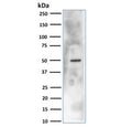 Western blot testing of human HEK293 cell lysate with CA9 antibody. Predicted molecular weight: 50-55 kDa but may be observed at higher molecular weights due to glycosylation.