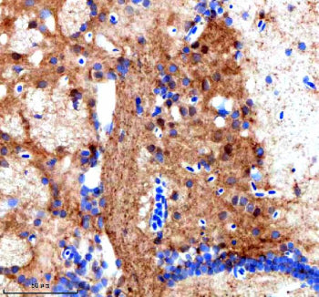IHC staining of FFPE zebrafish brain tissue with Zebrafish Srsf3 antibody. HIER: boil tissue sections in pH8 EDTA for 20 min and allow to cool before testing.
