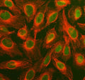 Immunofluorescent staining of FFPE human U-2 OS cells with MAPK1/3 antibody (green) and Alpha Tubulin mAb (red). HIER: steam section in pH6 citrate buffer for 20 min.