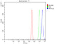 Flow Cytometry analysis of U251 cells using anti-MICAL3 antibody. Overlay histogram showing U251 cells stained with (Blue line). To facilitate intracellular staining, cells were fixed with 4% paraformaldehyde and permeabilized with permeabilization buffer. The cells were blocked with 10% normal goat serum. And then incubated with rabbit anti-MICAL3 antibody (1 ug/million cells) for 30 min at 20oC.