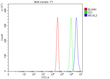 Flow Cytometry analysis of U251 cells using anti-MICAL3 antibody. Overlay histogram showing U251 cells stained with (Blue line). To facilitate intracellular staining, cells were fixed with 4% paraformaldehyde and permeabilized with permeabilization buffer. The cells were blocked with 10% normal goat serum. And then incubated with rabbit anti-MICAL3 antibody (1 ug/million cells) for 30 min at 20oC.