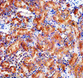 IHC staining of FFPE rat kidney tissue with GLB1 antibody, HRP-secondary and DAB substrate. HIER: boil tissue sections in pH8 EDTA for 20 min and allow to cool before testing.