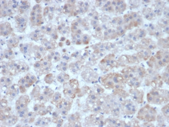 IHC staining of FFPE human adrenal gland tissue with Interleukin-1 beta antibody (clone IL1B/463). HIER: boil tissue sections in pH 9 10mM Tris with 1mM EDTA for 20 min and allow to cool before testing.