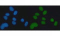 Immunofluorescent staining of FFPE human MCF7 cells with EXO1 antibody (green) and DAPI nuclear stain (blue). HIER: steam section in pH6 citrate buffer for 20 min.
