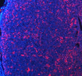 Immunofluorescent staining of FFPE mouse lymph node tissue with PD-1 antibody (red) and DAPI nuclear stain (blue). HIER: steam section in pH8 EDTA buffer for 20 min.