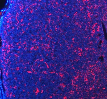 Immunofluorescent staining of FFPE mouse lymph node tissue with PD-1 antibody (red) and DAPI nuclear stain (blue). HIER: steam section in pH8 EDTA buffer for 20 min.