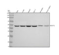 Western blot analysis of DCAF13 using anti-DCAF13 antibody. Lane 1: human Hela whole cell lysates, Lane 2: human Jurkat whole cell lysates, Lane 3: human HepG2 whoel cell lysates, Lane 4: human MCF-7 whole cell lysates, Lane 5: rat spleen tissue lysates, Lane 6: mouse spleen tissue lysates. After electrophoresis, proteins were transferred to a nitrocellulose membrane at 150 mA for 50-90 min. Blocked the membrane with 5% non-fat milk/TBS for 1.5 hour at RT.