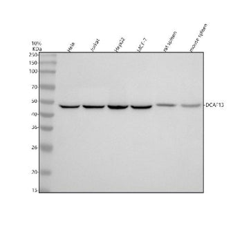 Western blot analysis of DCAF13 using anti-DCAF13 antibody. Lane 1: human Hela whole cell lysates, Lane 2: human Jurkat whole cell lysates, Lane 3: human HepG2 whoel cell lysates, Lane 4: human MCF-7 whole cell lysates, Lane 5: rat spleen tissue lysates, Lane 6: mouse spleen tissue lysates. After electrophoresis, proteins were transferred to a nitrocellulose membrane at 150 mA for 50-90 min. Blocked the membrane with 5% non-fat milk/TBS for 1.5 hour at RT.