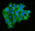 Immunofluorescent staining of FFPE human A431 cells with hUPF2 antibody (green) and DAPI nuclear stain (blue). HIER: steam section in pH6 citrate buffer for 20 min.