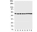 Western blot testing of MDM2 antibody and Lane 1: rat testis; 2: rat brain; 3: rat heart; 4: human SKOV-3; 5: COLO320; 6: HeLa; 7: mouse HEPA; 8: monkey COS7 cell lysate. Predicted molecular weight: ~55 kDa but can be observed at up to ~90 kDa.