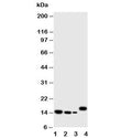 Western blot testing of IL-4 antibody and Lane 1: recombinant human protein 10ng; 2: 5ng; 3: 2.5ng; 4: human CCRF-CEM cell lysate. Expected molecular weight: 14-20 kDa depending on glycosylation level.