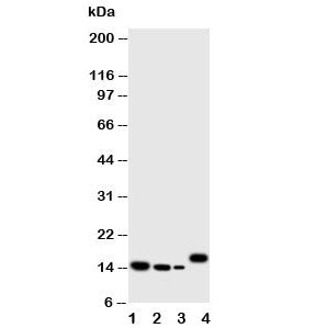 Western blot testing of IL-4 antibody and Lane 1: recombinant human protein 10ng; 2: 5ng; 3: 2.5ng; 4: human CCRF-CEM cell lysate. Expected molecular weight: 14-20 kDa depending on glycosylation level.