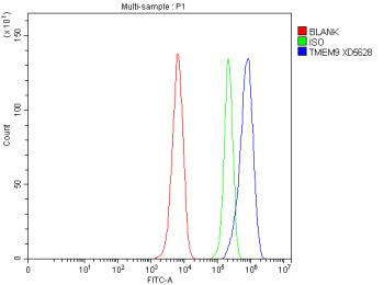 Flow Cytometry analysis of rat C6 cells using anti-TMEM9 antibody. Overlay histogram showing C6 cells stained with (Blue line). The cells were fixed with 4% paraformaldehyde and blocked with 10% normal goat serum. And then incubated with rabbit anti-TMEM9 antibody (1 ug/million cells) for 30 min at 20oC. DyLight 488 conjugated goat anti-rabbit IgG (5-10 ug/million cells) was used as secondary antibody for 30 min at 20oC.