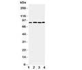 Western blot testing of PROX1 antibody and Lane 1: rat thymus; 2: human HeLa; 3: (h) Jurkat; 4: (h) MM231 cell lysate. Predicted molecular weight is 83 kDa, observed at 80-110 kDa.