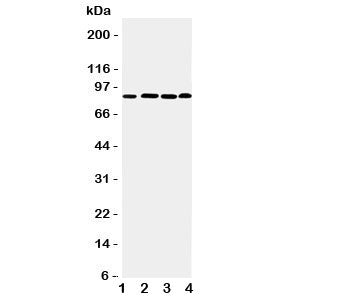 Western blot testing of PROX1 antibody and Lane 1: rat thymus; 2: human HeLa; 3: (h) Jurkat; 4: (h) MM231 cell lysate. Predicted molecular weight is 83 kDa, observed at 80-110 kDa.