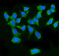 Immunofluorescent staining of FFPE human Caco-2 cells with MAVS antibody (green) and DAPI nuclear stain (blue). HIER: steam section in pH6 citrate buffer for 20 min.