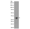 Western blot testing of lysate from human HeLa cells treated with hydroxyurea, with phospho-CDK1/2 antibody (pT14). Predicted molecular weight ~33 kDa.