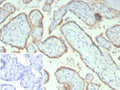 IHC staining of FFPE human placental tissue with HCG-alpha antibody (clone hCGa/7873). Inset: PBS used in place of primary Ab (secondary Ab negative control). HIER: boil tissue sections in pH 9 10mM Tris with 1mM EDTA for 20 min and allow to cool before testing.