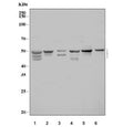 Western blot testing of 1) rat liver, 2) rat kidney, 3) rat RH35, 4) mouse liver, 5) mouse kidney and 6) mouse Neuro-2a cell lysate with SPHK1 antibody. Expected molecular weight: 43-51 kDa (multiple isoforms).