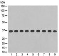 Western blot testing of 1) human Jurkat, 2) human A375, 3) human hippocampus, 4) human fetal liver, 5) monkey COS-1, 6) mouse RAW264.7, 7) mouse kidney, 8) rat PC-12 and 9) rat brain lysate with GAPDH antibody at 0.5ug/ml. Predicted molecular weight ~36 kDa.