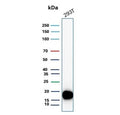 Western blot testing of human 293T cell lysate with Survivin antibody. Predicted molecular weight ~16 kDa.