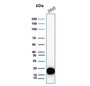 Western blot testing of human 293T cell lysate with Survivin antibody. Predicted molecular weight ~16 kDa.