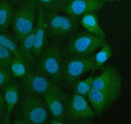 Immunofluorescent staining of FFPE human HeLa cells with MIF antibody (green) and DAPI nuclear stain (blue). HIER: steam section in pH6 citrate buffer for 20 min.