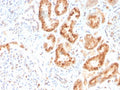 IHC staining of FFPE human kidney with RBP4 antibody. HIER: boil tissue sections in pH 9 10mM Tris with 1mM EDTA for 20 min and allow to cool before testing.