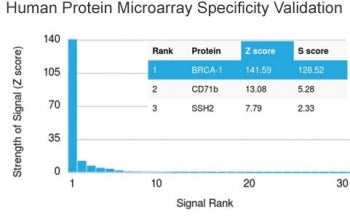 Analysis of HuProt(TM) microarray containing more than 19,000 full-length human proteins using BRCA-1 antibody (clone BRCA1/2973). These results demonstrate the foremost specificity of the BRCA1/2973 mAb. Z- and S- Score: The Z-score represents the strength of a signal that a monoclonal antibody (clone MAb) (in combination with a fluorescently-tagged anti-IgG secondary antibody) produces when binding to a particular protein on the HuProt(TM) array.